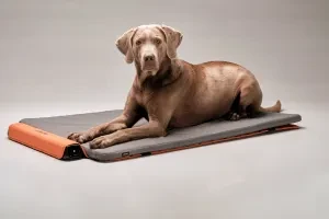 Dog resting on a BEMER mat receiving PEMF therapy